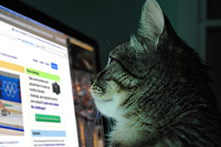 Gato sentado mirando la pantalla de un ordenador.