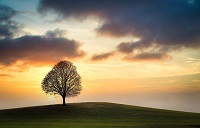 Árbol con fonde atardeciento