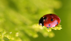 El insecto que ha sido durante mucho tiempo el símbolo de firebug.
