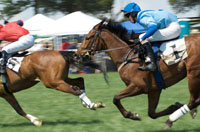 Dos caballos al galope en una competición por llegar el primero.