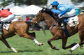 Dos caballos al galope en una competición por llegar el primero.