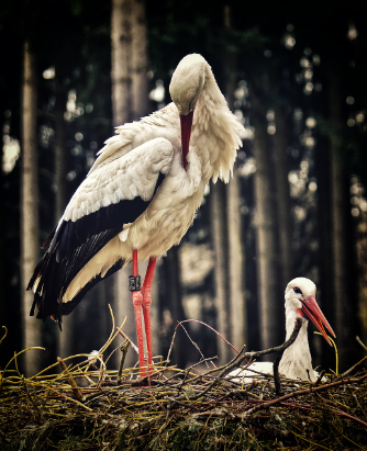 Imagen que muestra dos aves en un nido.