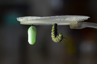 Imagen que muestra una oruga apunto de formar un capullo junto a un capullo de mariposa