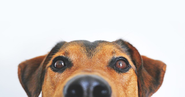 Imagen de un perro mirando