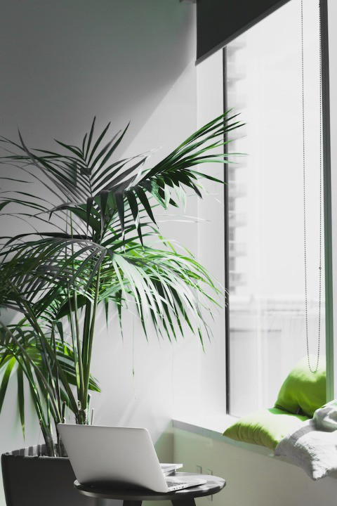 Portátil encima de una pequeña mesa con una planta y una ventana al fondo.