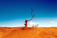 Ilustración imagen descriptiva de un desierto. 