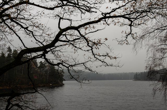 Ramas sobre un río
