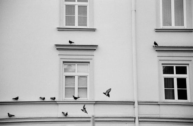 Ventanas