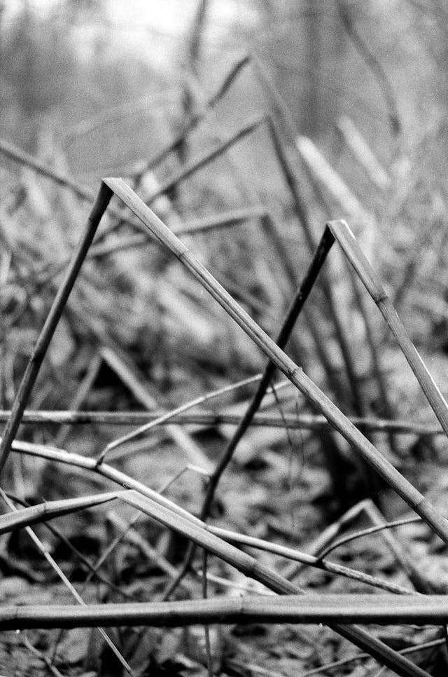 Vegetación en blanco y negro.