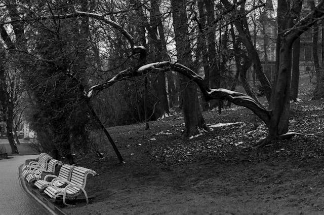 Parque en otoño