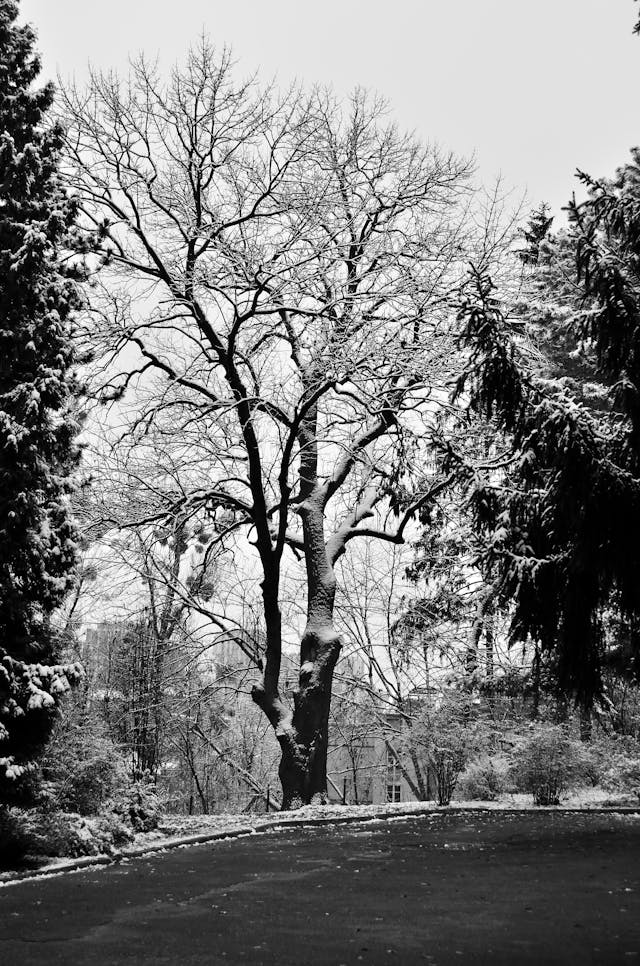 Árbol solitario