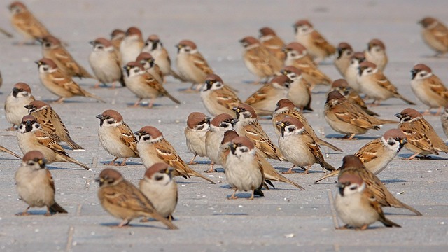 Pájaros