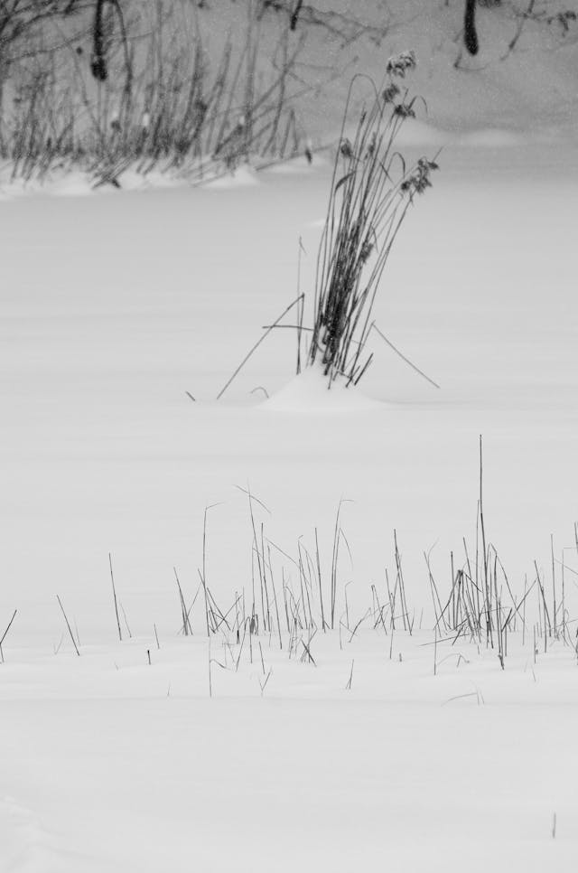 Vegetación bajo la nieve