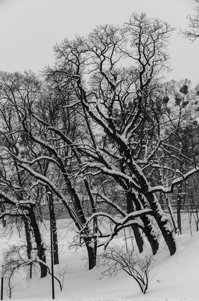 Árboles en la nieve