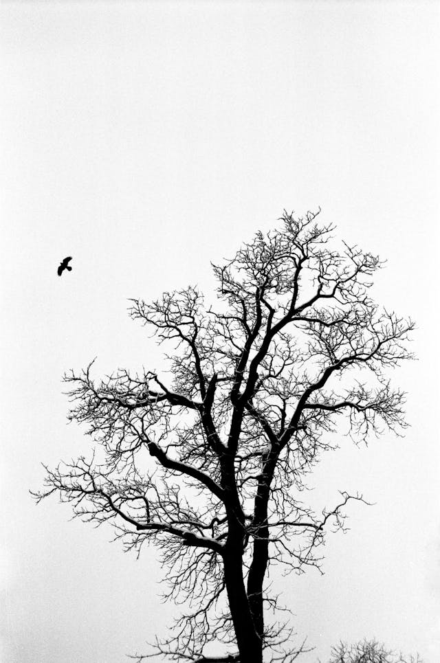 Árbol en blanco y negro.