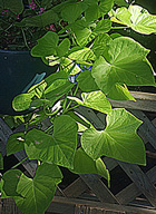 Planta en la que se aprecian las hojas