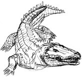 Dibujo de un cocodrilo. 