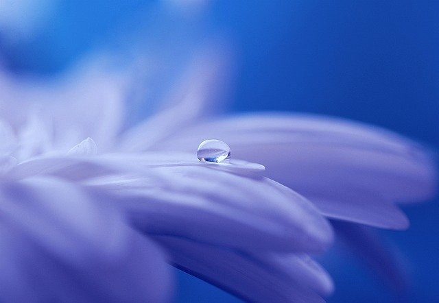 Foto de una flor sobre un fondo azul
